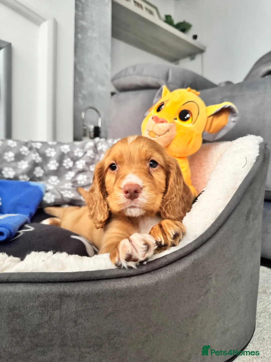 Cocker Spaniel dogs for stud: Simba working cocker spaniel  in Middlesbrough - Advert 8