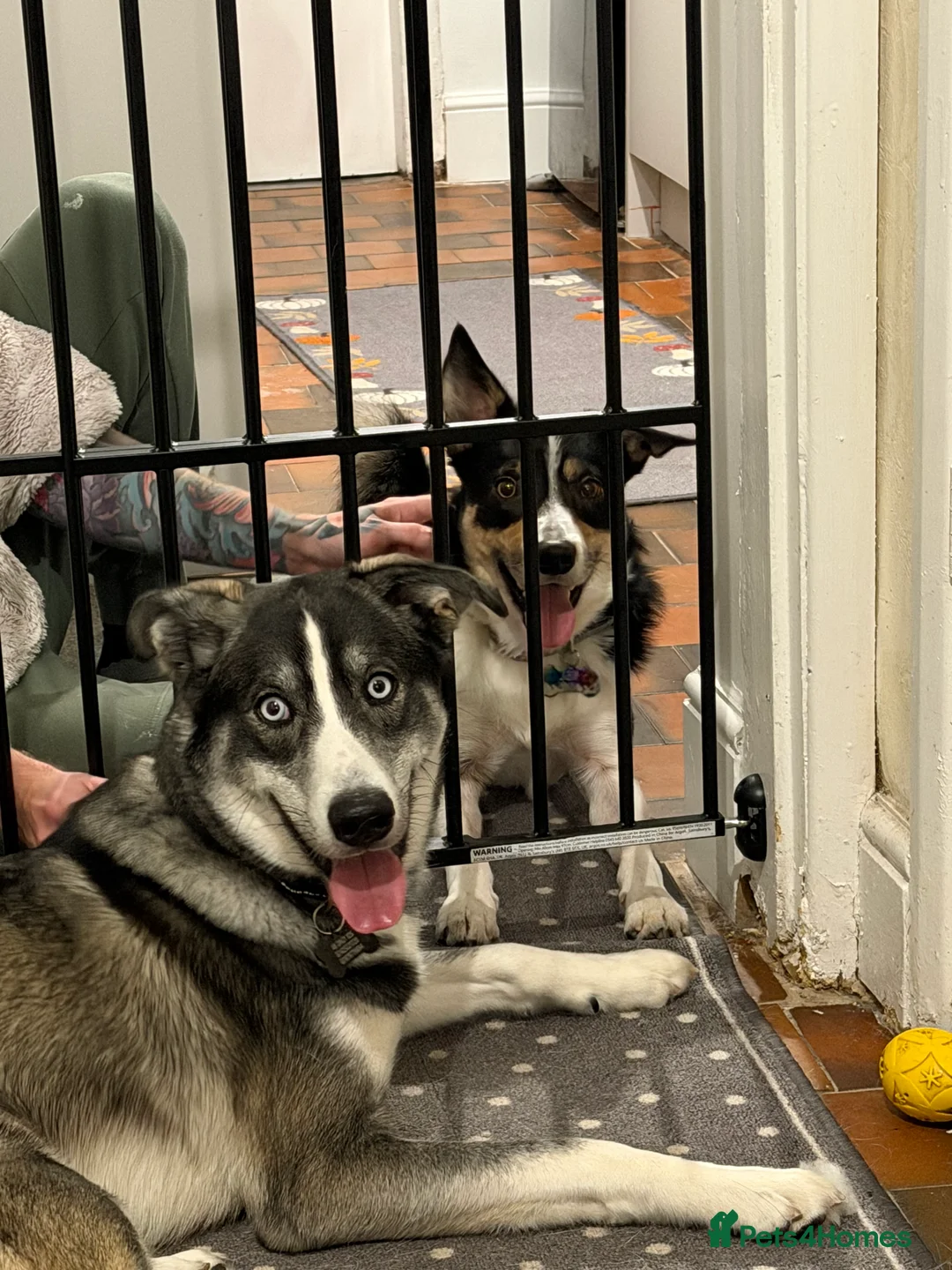 Mixed Breed dogs for sale: !URGENT REHOMEING! Husky cross Labrador  - Advert 3