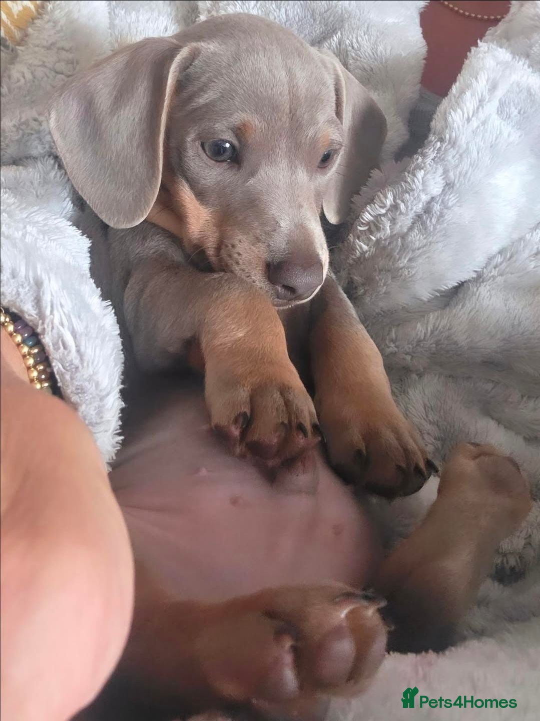 Miniature Dachshund dogs Beautiful mini dachshunds ready to leave now - Advert 14