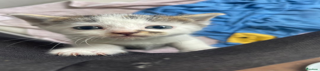 American Shorthair Kitten 2