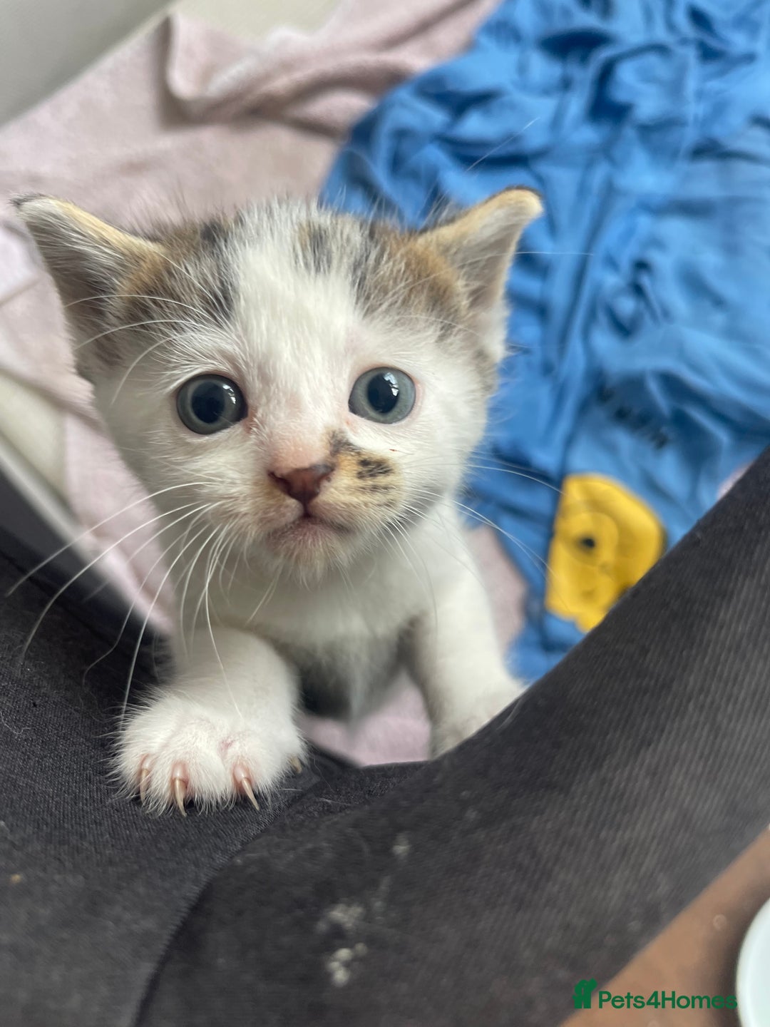 American Shorthair cats for sale: 2 Beautiful Tabby Kittens For sale - Image 3