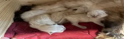 Ragdoll cats for sale: Male Ragdoll Kittens Ready Now - 2 Remaining  - Advert 18