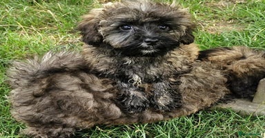 Maltipoo dogs - Advert 16