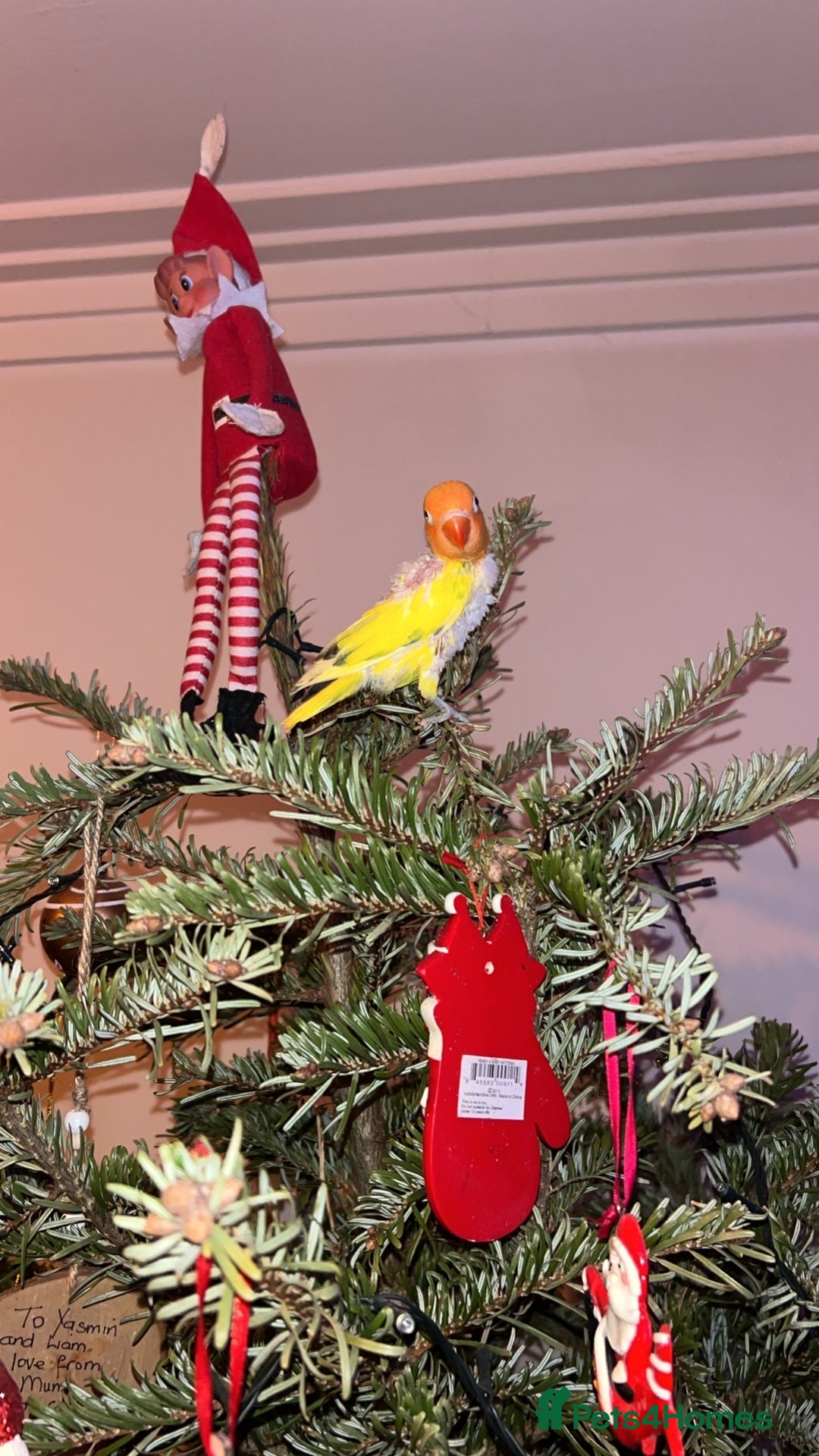 Lovebirds birds for sale: Love birds 7 weeks old  - Advert 8