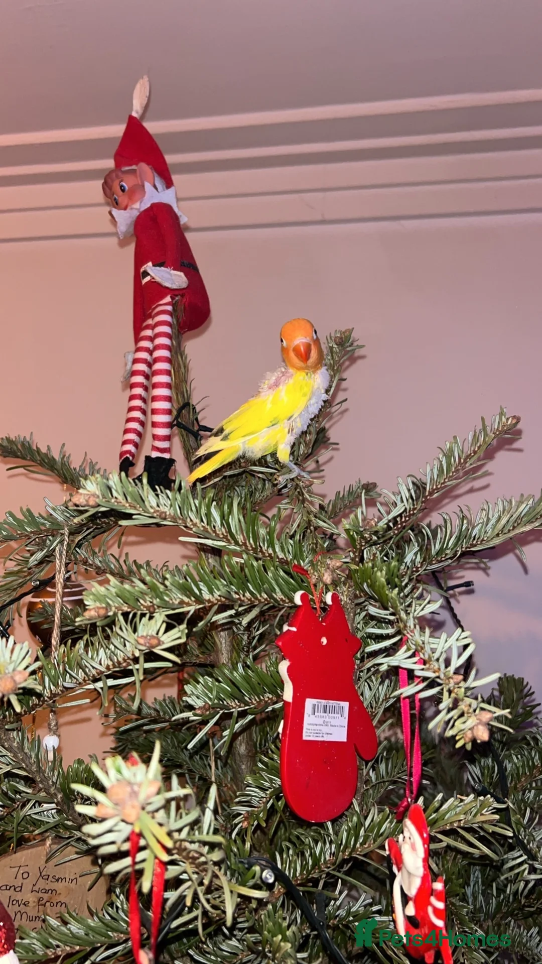 Lovebirds birds for sale: Love birds 7 weeks old  - Advert 8