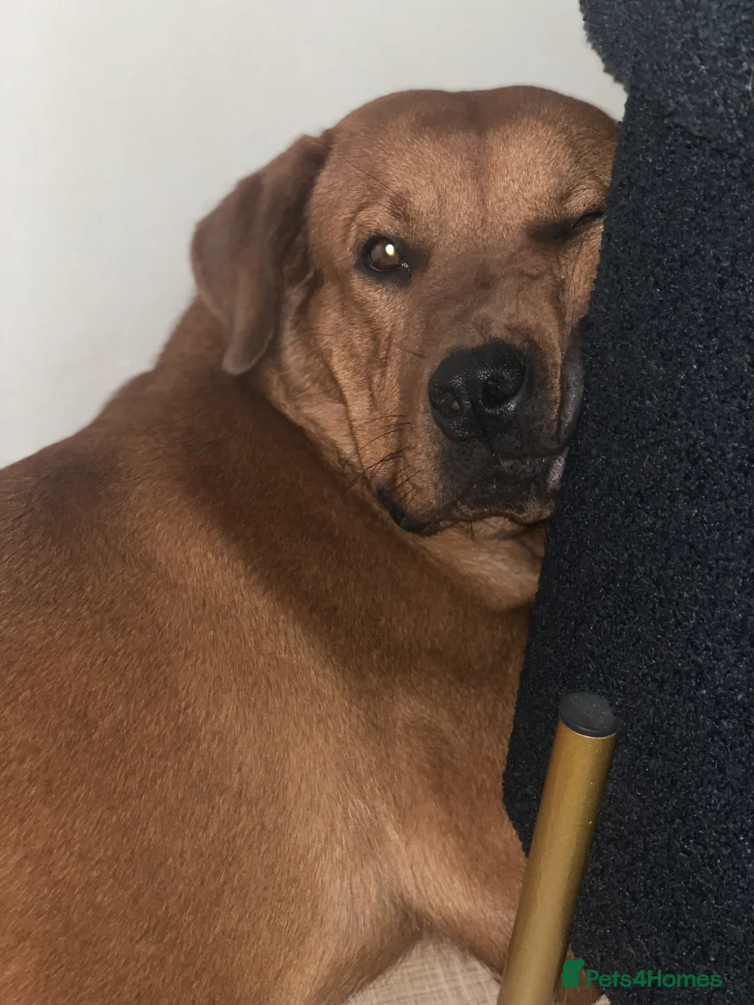 Mixed Breed dogs for sale: Male Rottie/bordeaux - Advert 2