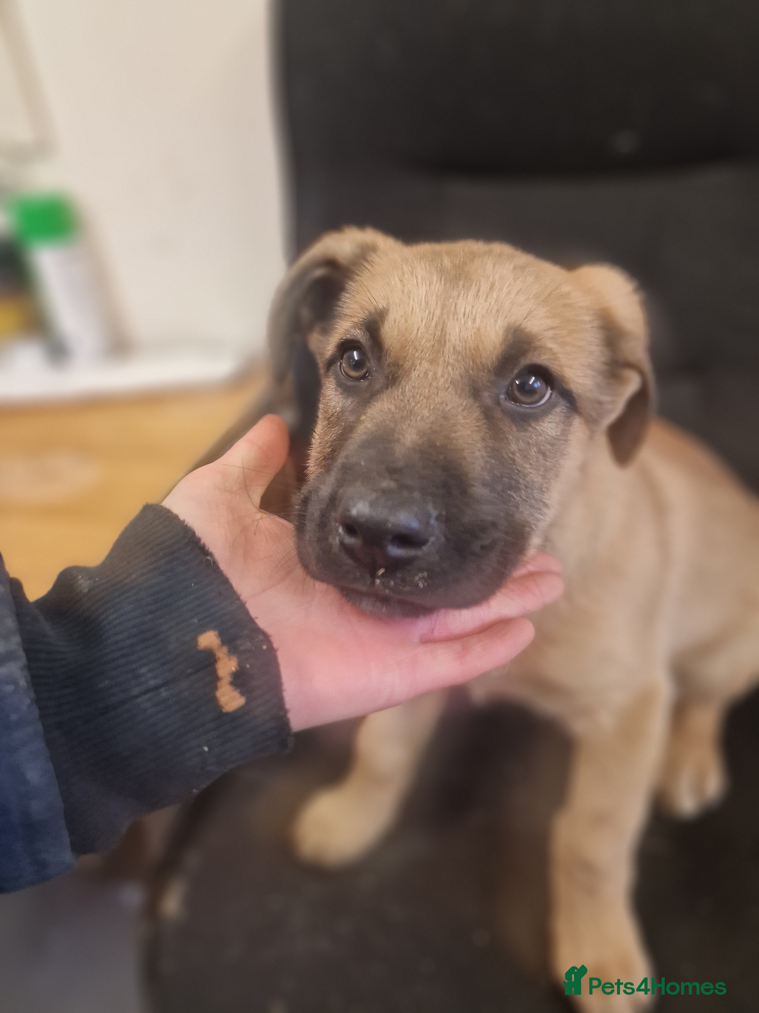 Mixed Breed dogs  Ranger – Working Breed Seeking Active Home  - Advert 7