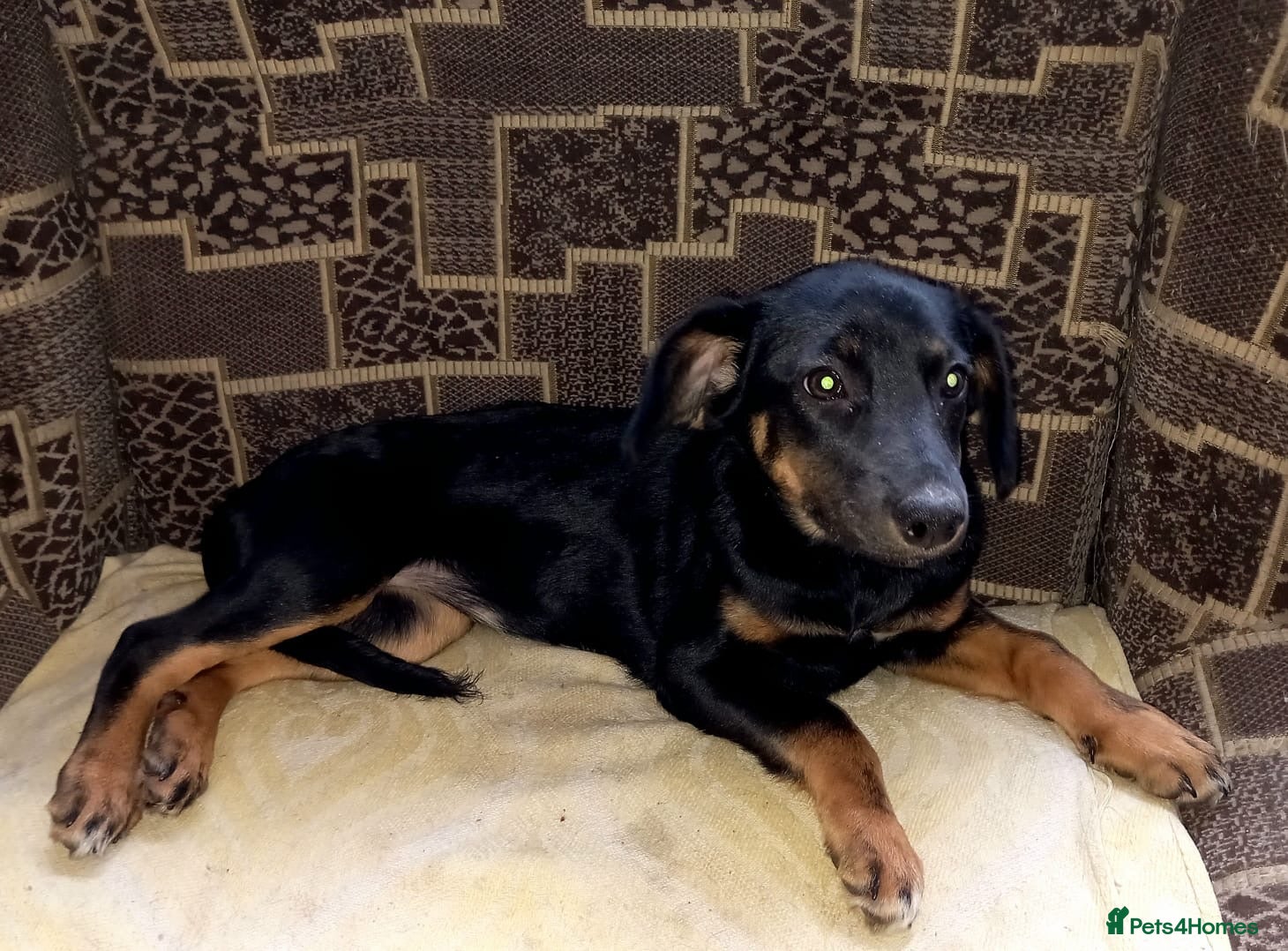 Mixed Breed dogs ❤️🐶 ADELINA – Born To Be Loved 🐶❤️ - Advert 2