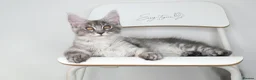 Maine Coon cats for sale:     Limited Summer Offer – Reduced Kitten Prices - Advert 11