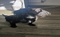 Cocker Spaniel dogs for sale: 7 month old cocker spaniel pup - Image 2