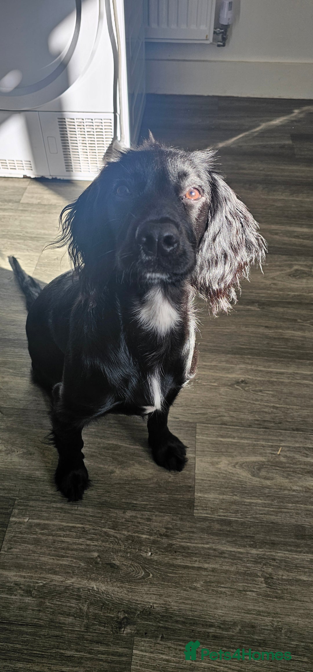 Cocker Spaniel dogs for sale: 7 month old cocker spaniel pup - Image 2