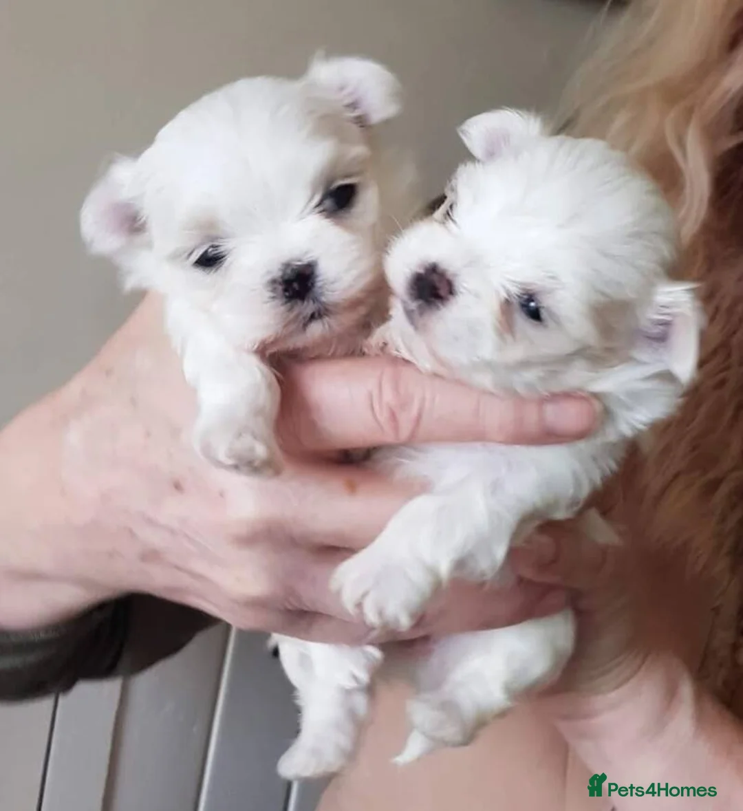 Maltese dogs for sale: KC registered Maltese - Advert 7