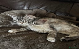Maine Coon cats for sale: Three Mainecoon kittens for sale - Image 7