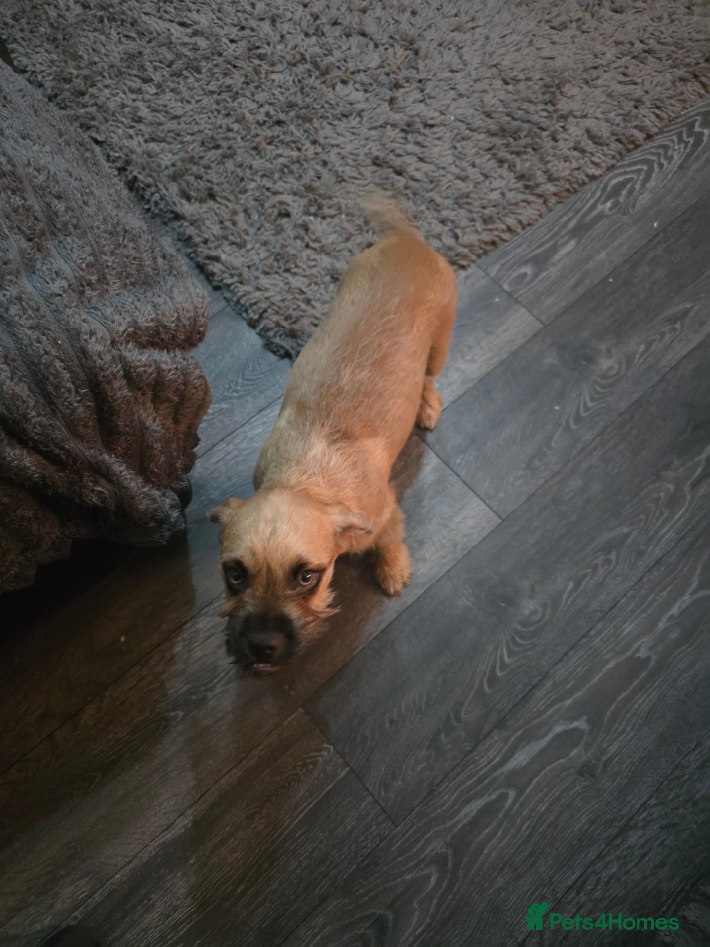 Mixed Breed dogs Bambi  - Advert 1