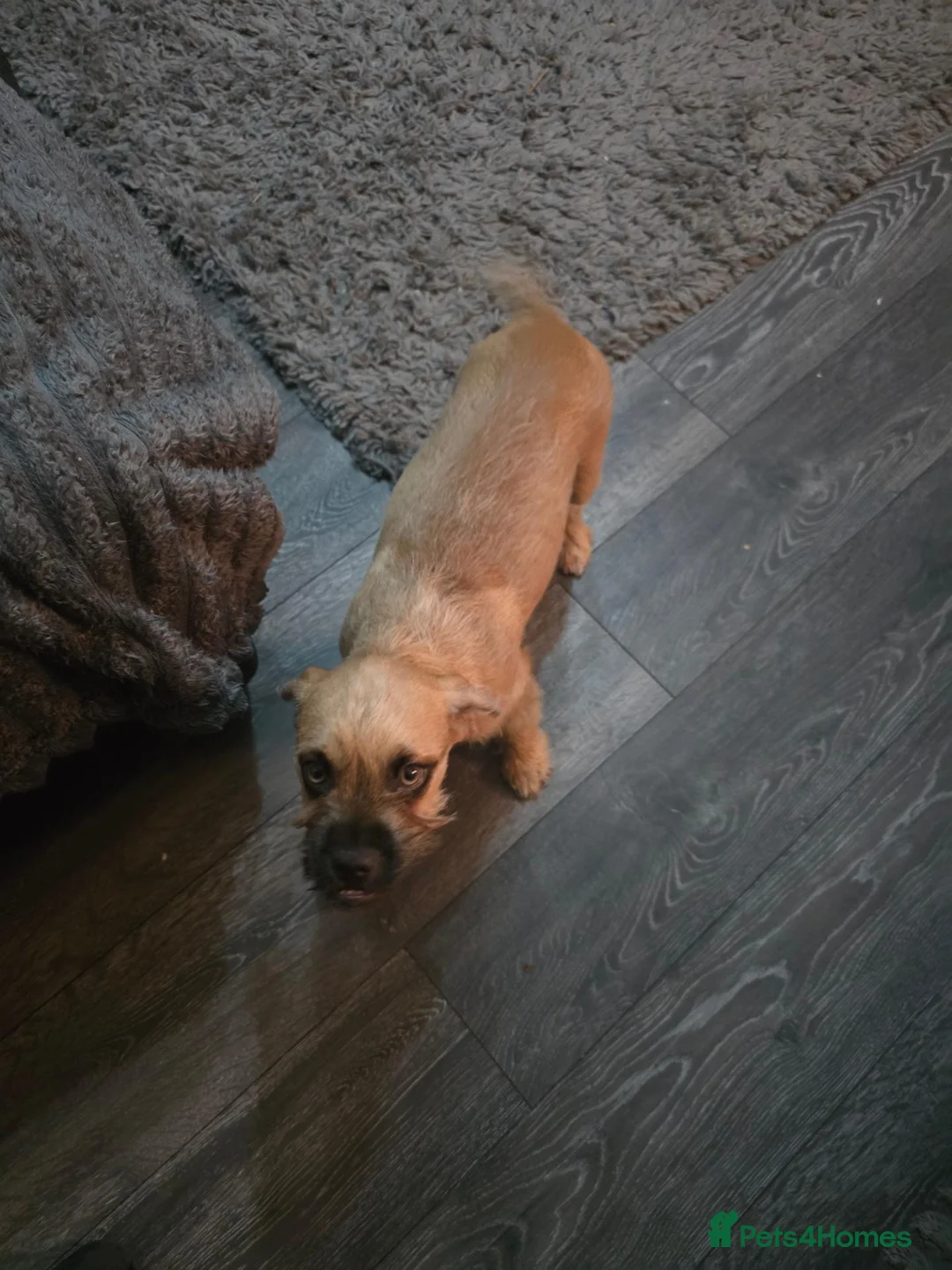 Mixed Breed dogs for sale: Bambi  - Advert 1