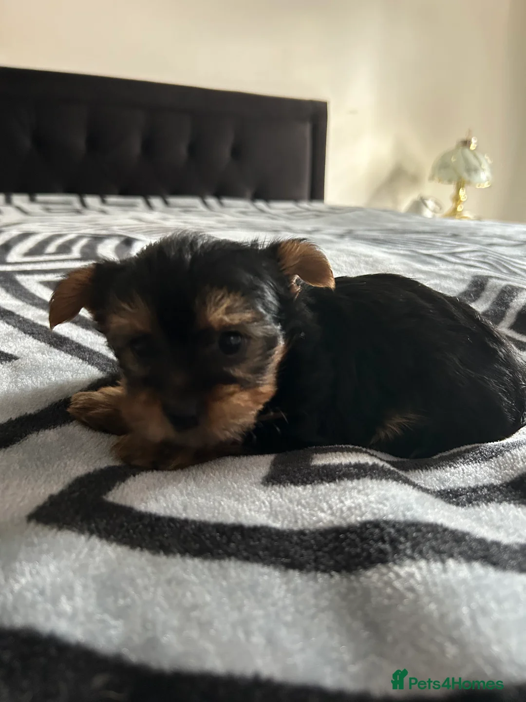 Yorkshire Terrier dogs for sale: Litter of Yorkshire terriers for sale - Advert 3