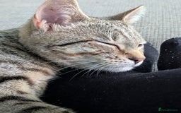 Bengal cats for sale: Cat for sale - Image 8
