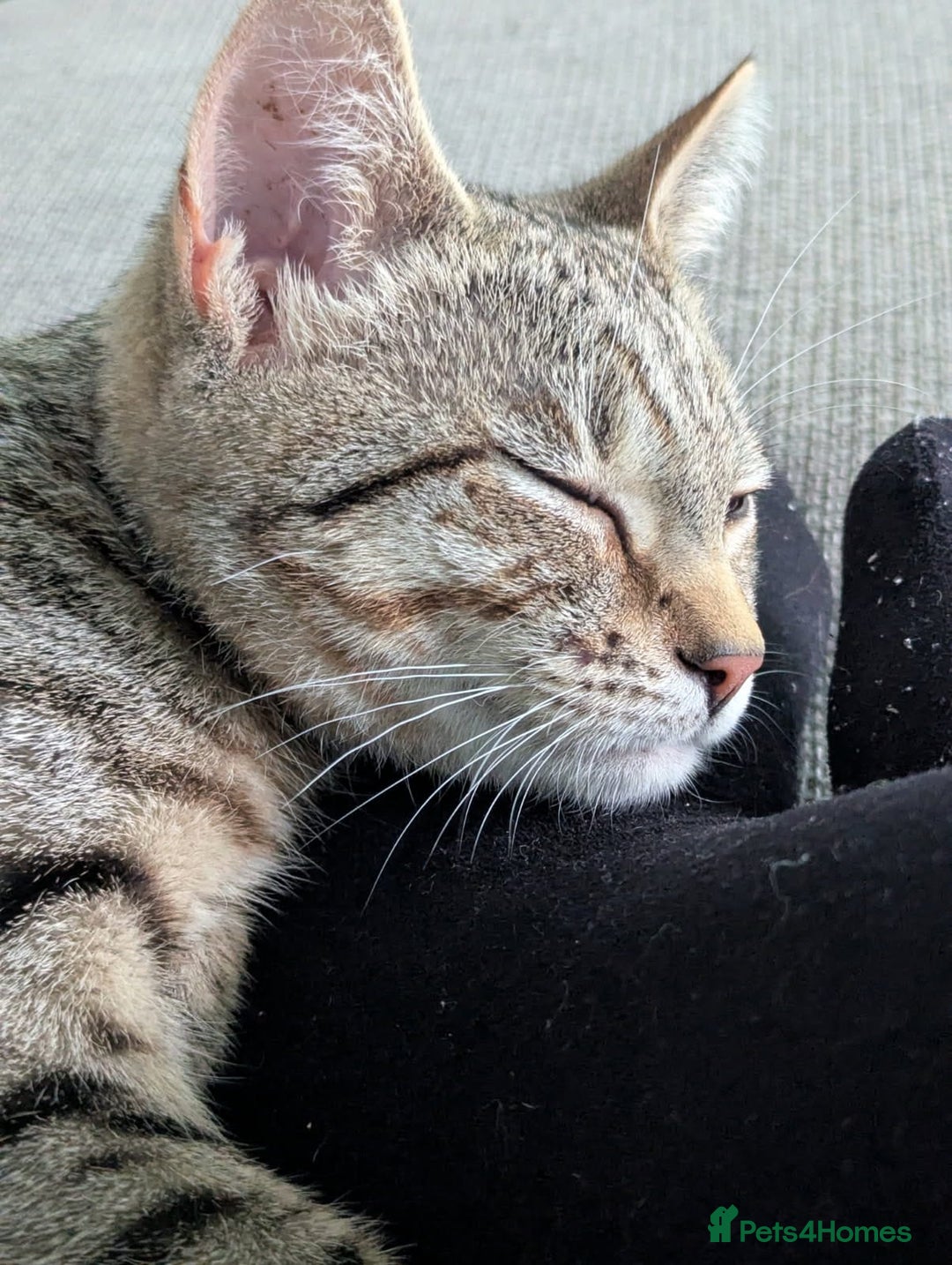 Bengal cats for sale: Cat for sale - Image 8