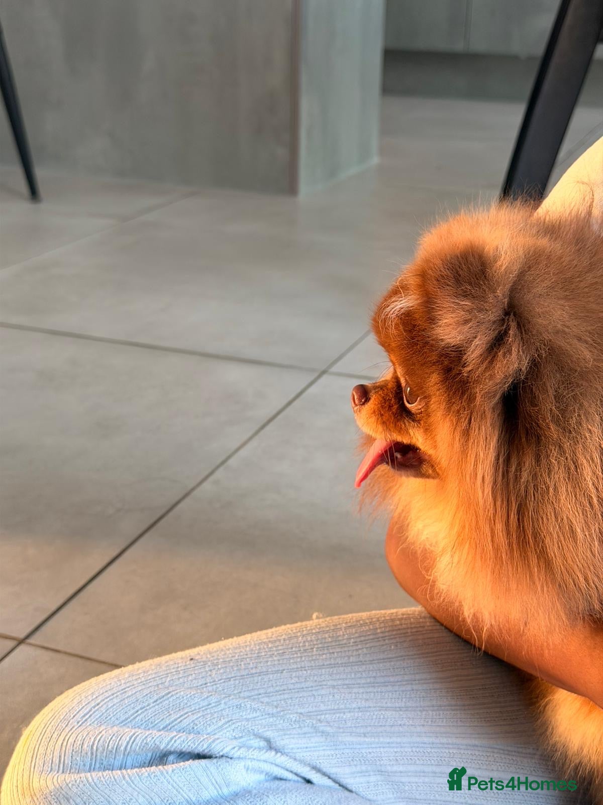 Pomeranian dogs Chocolate and tan Pomeranian  - Advert 15