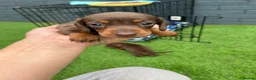 Miniature Dachshund dogs for sale: Miniature dachshund  - Advert 14