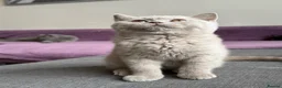 British Shorthair cats for sale: Gccf register British shorthair ready to go! - Advert 8