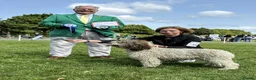 Spanish Water Dog dogs for sale: Spanish water dog  - Advert 24