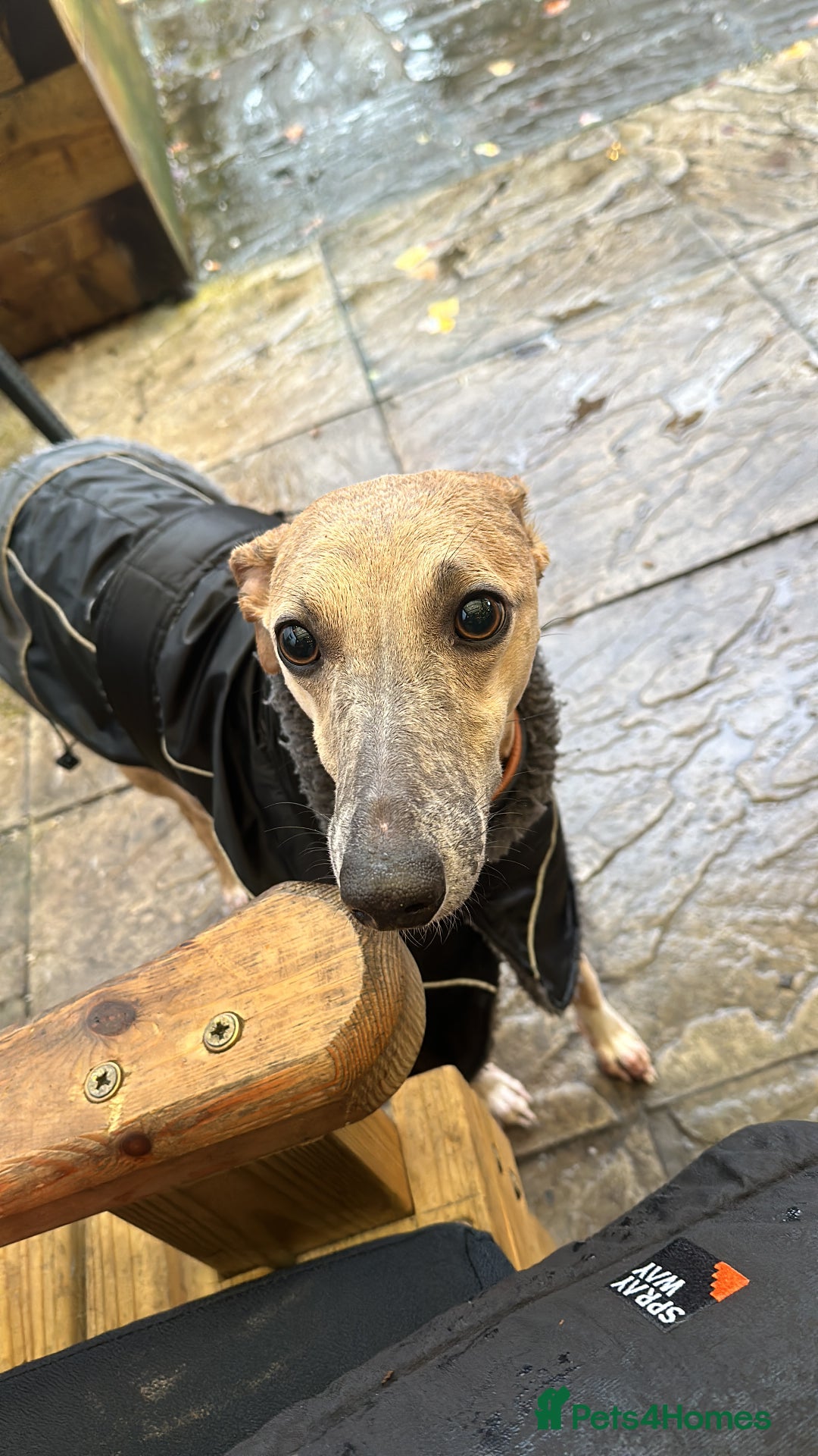 Whippet dogs for stud: Whippet Stud fully health checked  - Image 4
