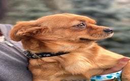 Mixed Breed dogs for adoption: 🐶💖 LIYA 💖🐶 - Image 14