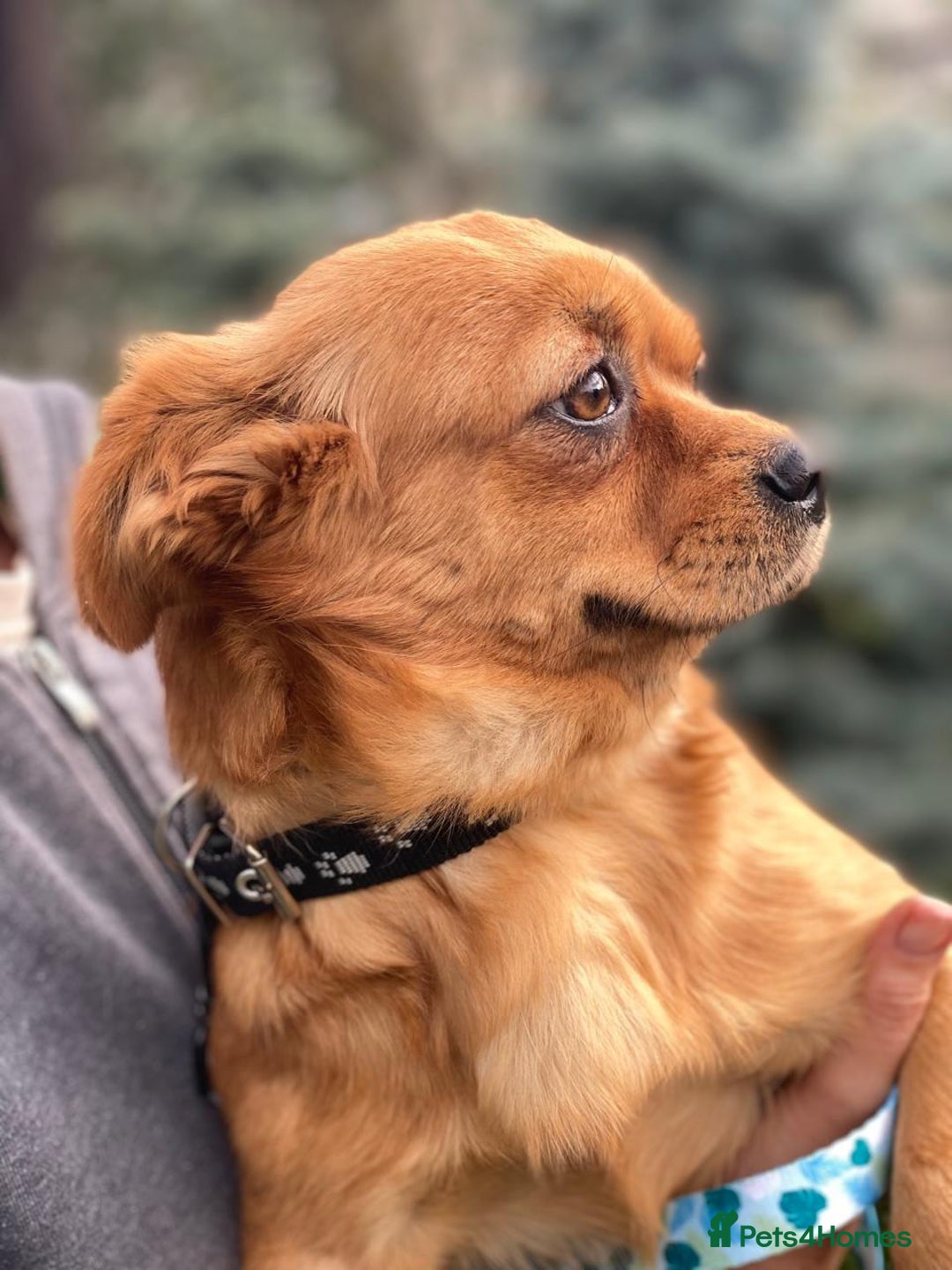 Mixed Breed dogs for adoption: 🐶💖 LIYA 💖🐶 - Image 14