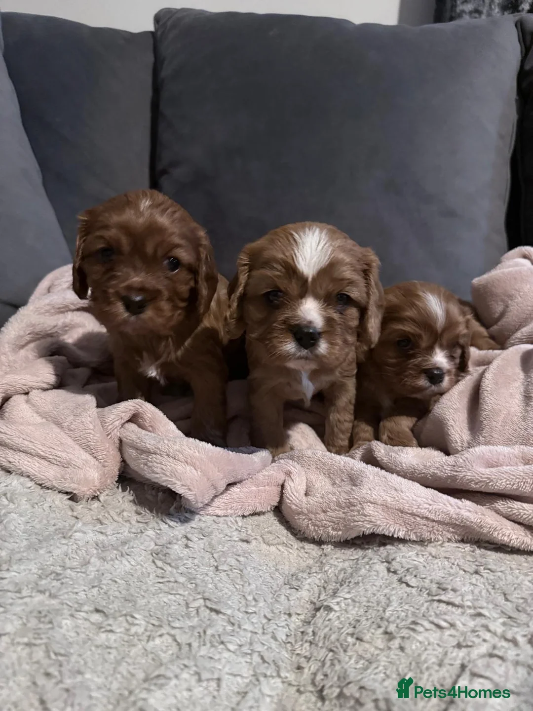 Cavalier King Charles Spaniel dogs for sale: Beautiful KC Registered Litter - Advert 1