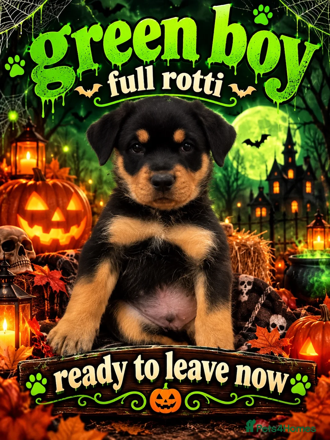 Rottweiler dogs for sale: Full Rottweiler pups  in Derby - Advert 29