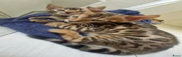 Bengal cats for sale: ⭐️Bengal kittens⭐️ in Cambridge - Advert 6