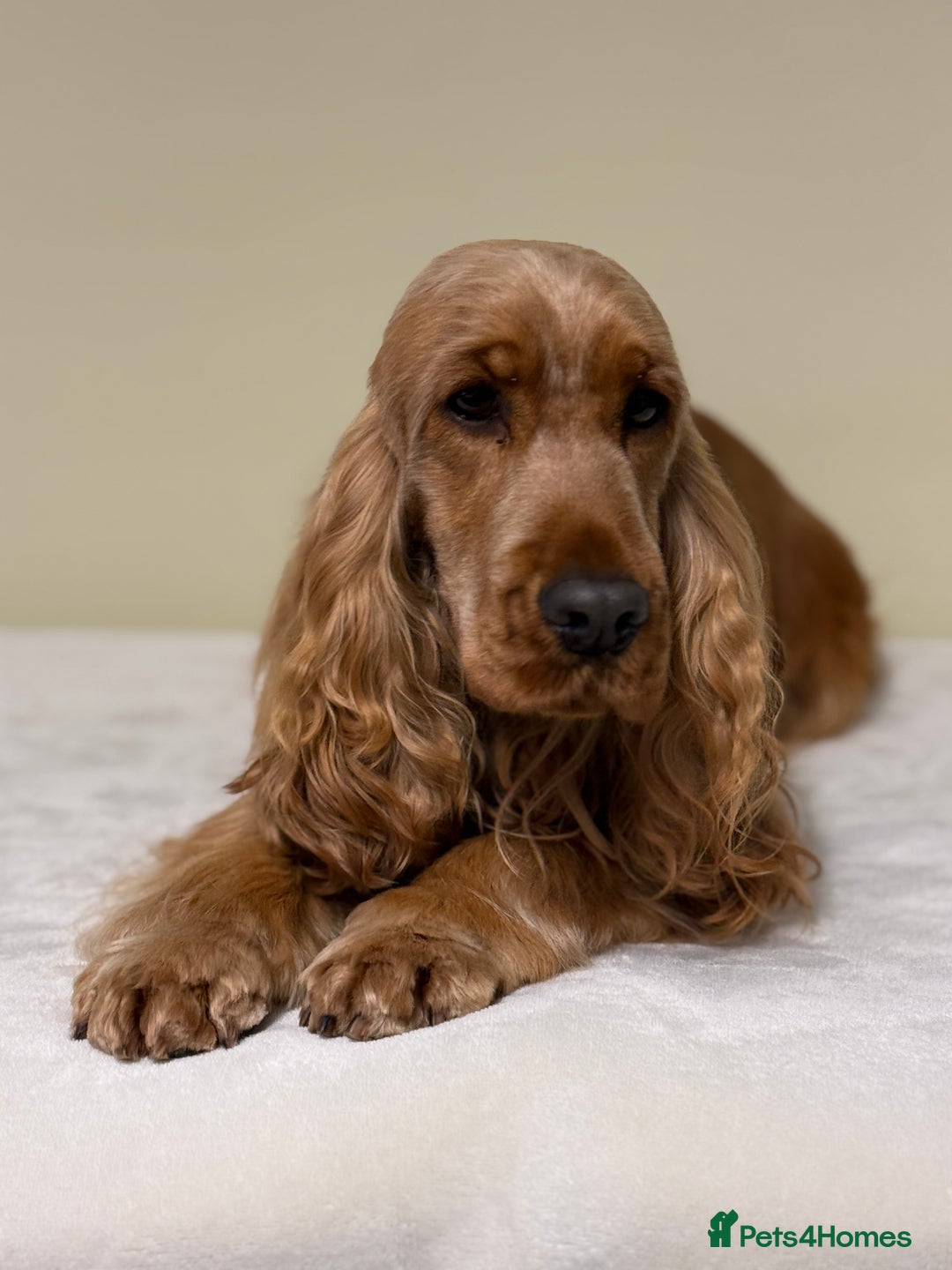 Cocker Spaniel dogs for sale: THE Adorable Chaka Khan - Advert 4