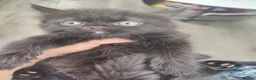 Mixed Breed cats for sale:  Persian kittens for sale  - Advert 8