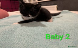Mixed Breed cats for sale: Ready for our new adventure 🐾 - Image 8