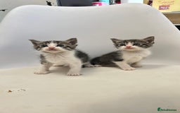 Ragdoll cats for sale: Adorable Kittens for Sale – 2 Males & 4 Females - Image 4
