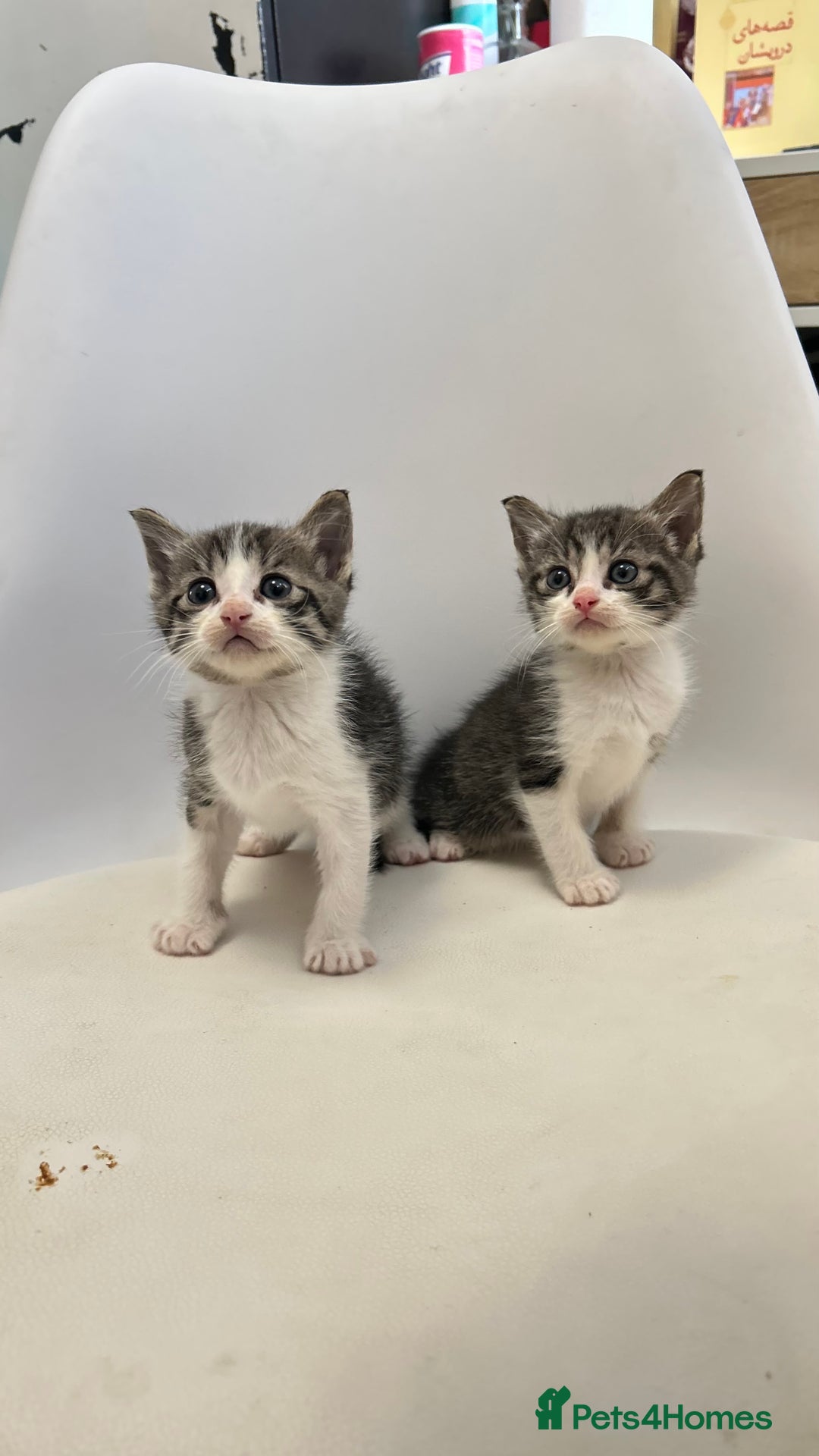 Ragdoll cats for sale: Adorable Kittens for Sale – 2 Males & 4 Females - Image 4