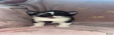 Kitten 2