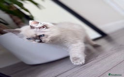 Ragdoll cats for sale: Beautiful Ragdol babies ready to leave  - Image 17