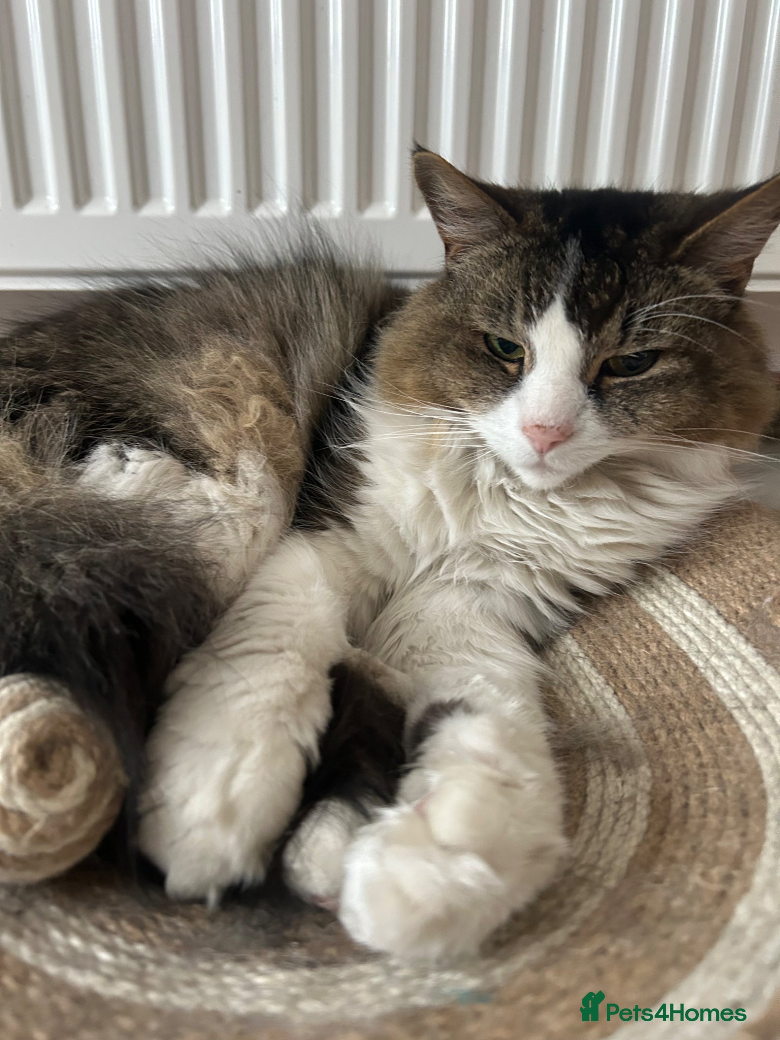 Mixed Breed cats 2 lovely cats in need of rehoming  - Advert 1