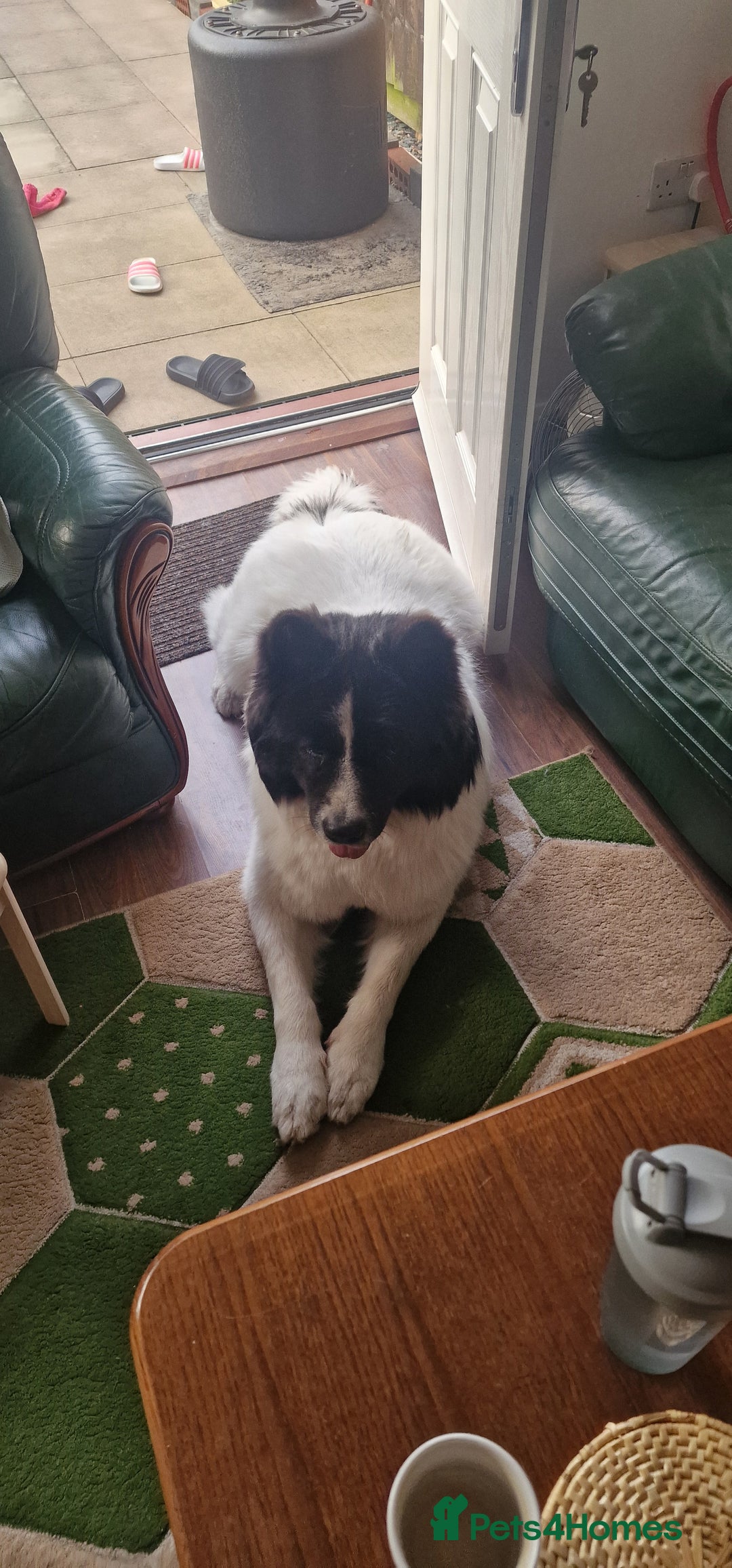 Caucasian Shepherd Dog dogs for sale: Caucasian sheepdog  - Advert 7