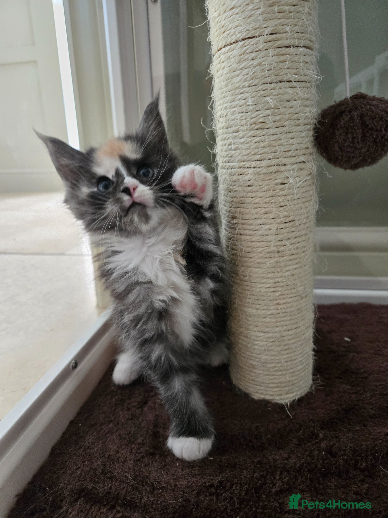 Maine Coon cats GCCF Registered Maine Coon Kittens  - Advert 6