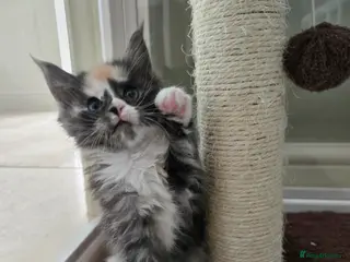 Maine Coon cats GCCF Registered Maine Coon Kittens - Advert 6