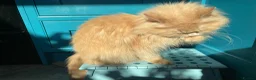 Persian cats for sale: Persian kittens in Rugby - Advert 31