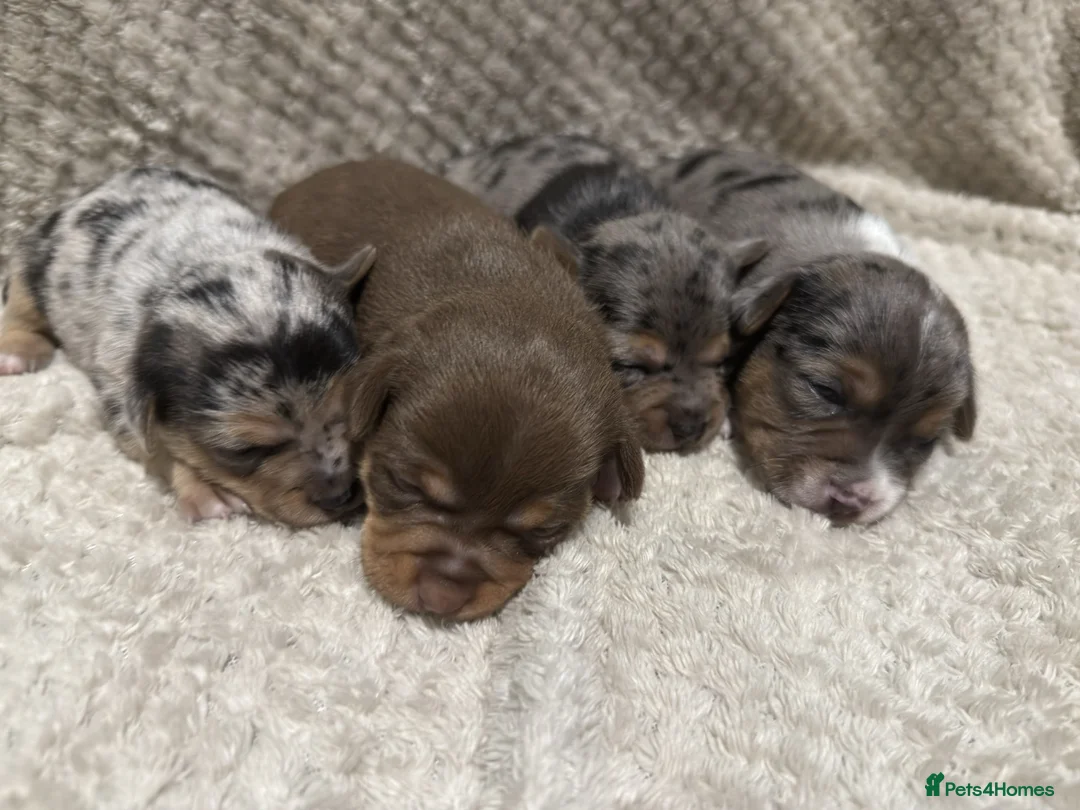 Jack Russell dogs for sale: Exceptional Jack Russell Puppies available to view - Advert 2