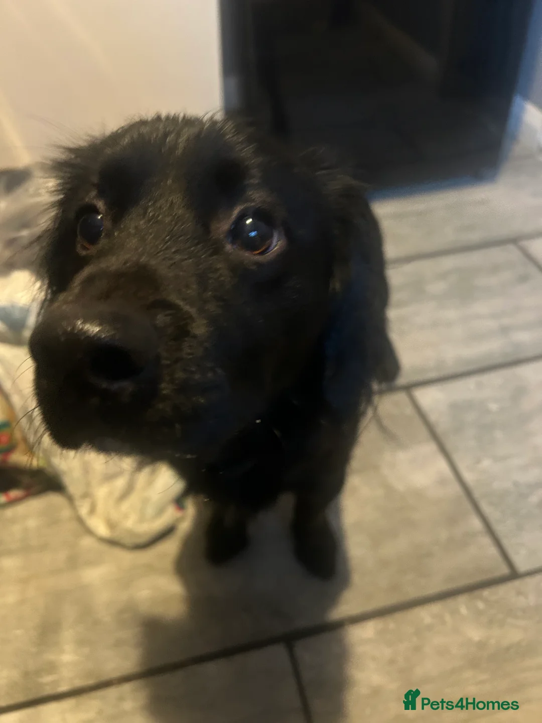 Cocker Spaniel dogs for sale: sprocker spaniel boy  - Advert 3