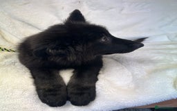 German Shepherd dogs for sale: Pedigree Long Haired German Shepherd  - Image 4