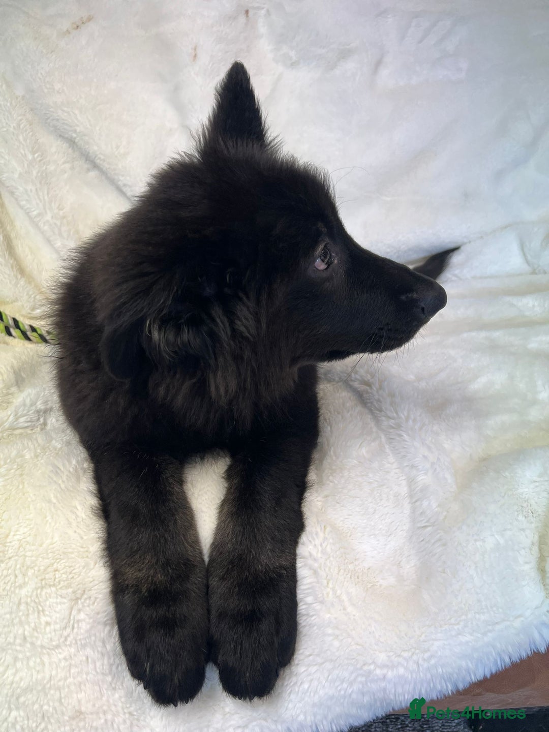 German Shepherd dogs for sale: Pedigree Long Haired German Shepherd  - Image 4
