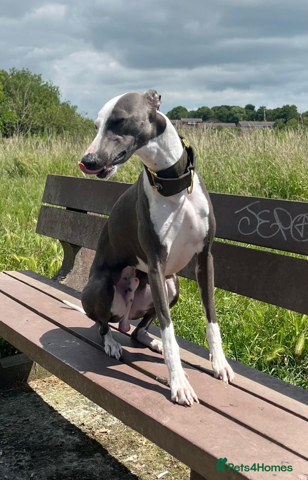 Whippet dogs for stud: Whippet For Stud in Eastbourne - Advert 4
