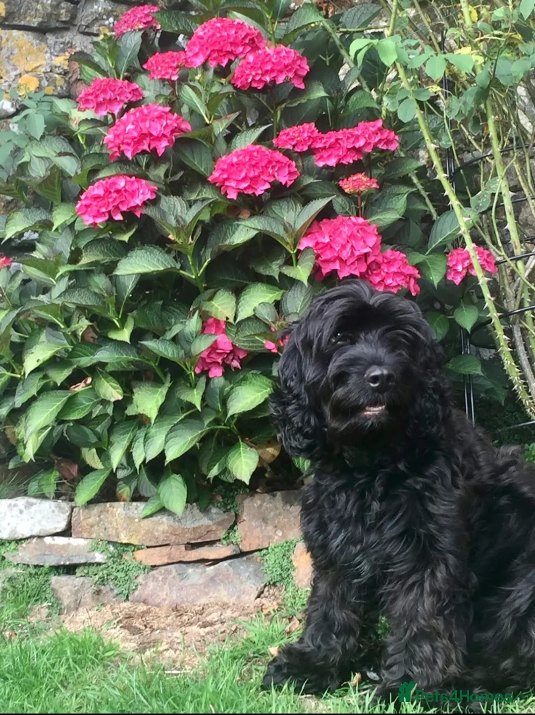 Cockapoo dogs for stud: Cockapoo F1 - Show Champion* and Proven Stud in Barnstaple - Advert 9